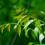 Neem Powder (Azadirachta indica) - Image 5